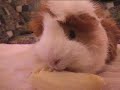 Guinea Pig eating a banana Guinea Pig eating a banana