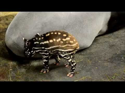 Leipzig: Tapirnachwuchs in Gondwanaland  Its a boy