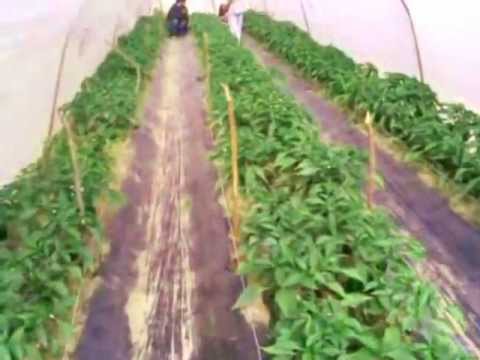 how to fertilize through a drip irrigation system