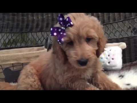 Too cute for words, St. Goldendoodle 1st gen puppy