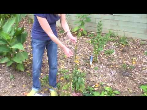 how to transplant lobelia