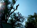 Lowering oak limb by rope