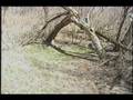 vermont beaver