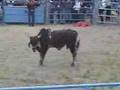 jaripeo ranchero en santa ana del valle, tlac, oax.