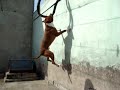 ORKAN (APBT) ejercitando en la terraza 15/07/2007 [03]