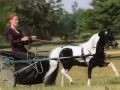 Mini Horse Mini Horse