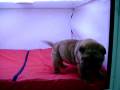 videos de Shar Pei Macho COV REF:111
