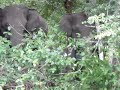 Indian Jungle Safari 2 - Wild elephants with baby