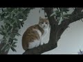 Δείτε το βίντεο