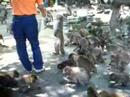The Monkeys in TAKASAKIYMA