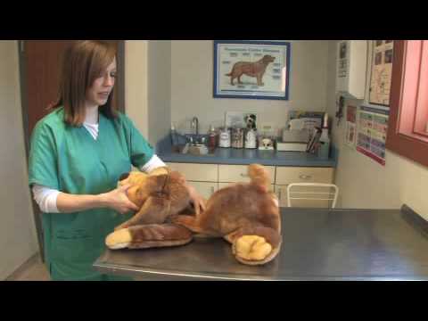 how to perform dog cpr