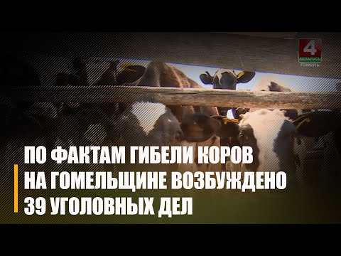 В 9 районах Гомельщины зафиксирован рост падежа скота видео