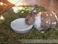 Rabbit, natural environment