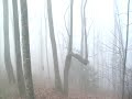 Bigfoot Bigfoot Bigfoot : He's out there folks!