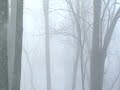 Bigfoot Bigfoot Bigfoot : He's out there folks!