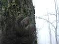 Bigfoot Bigfoot Bigfoot : He's out there folks!
