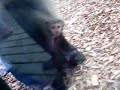 Very cute - mum monkey feeding her baby