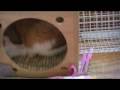 うさぎ★激怒