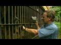 Le massacre des Singes 1/3 The massacre of the Monkeys