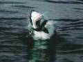 videos de Tiburones Blancos Cazando Focas
