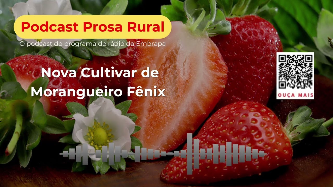 Nova Cultivar de Morangueiro Fênix