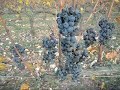 Heretat Montrubí Vendimia Tardía: La Cosecha