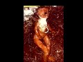 hesitant to upload this ...been siting in my computer for too long!
real photos of a bizarre creature
is this chupacabra?  fake? love some ideas
