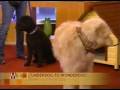 Bocker the Labradoodle on the Mike and Juliet Morning Show January 2009