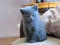 Gershwin (Stonemarr Rhapsody InBlue)
