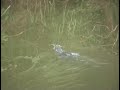Little Lake Monster