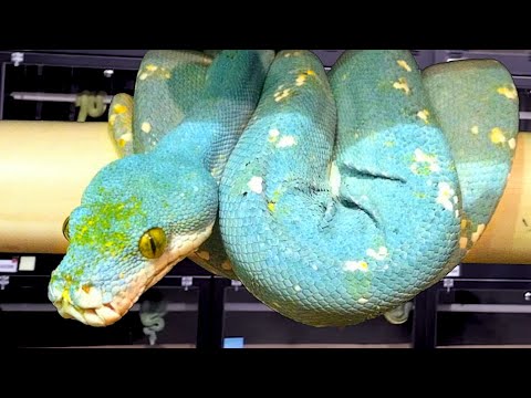 YouTube reptile video