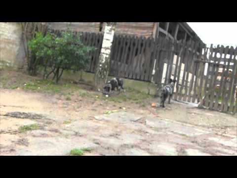 See video