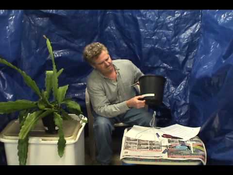 how to transplant epiphyllum