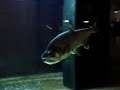 ARMATUS EATING KRILL ARMATUS EATING KRILL