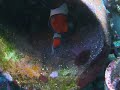 Ocellaris Clownfish Breeding Pair