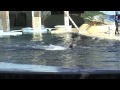 Los Delfines
