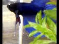 Betta Splendens veiltail