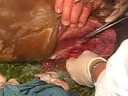 My horses injury