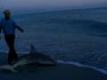 Randy's Sanibel Shark