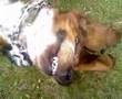 Basset Hound video
