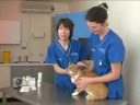 Watch the Cat Weight Loss Video