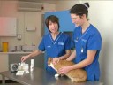 Watch the Cat Weight Loss Video
