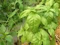 Polytunnel Polyculture Polytunnel Polyculture