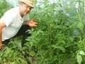 Polytunnel Polyculture