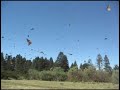 monarch butterflies in Mexico