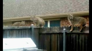 Video: Bobcat Snatches Dog from Backyard