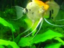 Angel Fish\