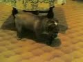Gastone e Spotty - Bulldog e Zwerg Pinscher Gastone e Spotty - Bulldog e Zwerg Pinscher