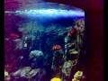 videos de Sea Life Gardaland - Sotto la cupola con i pesci