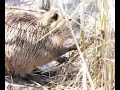Coypu?2
